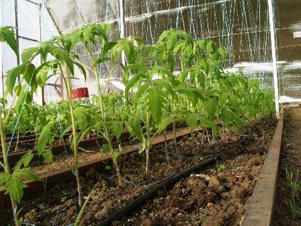 Cultivarea tomatelor într-o seră ca afacere