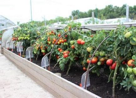 Cultivarea tomatelor într-o seră ca afacere