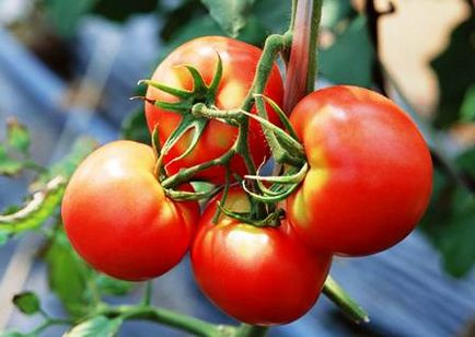 Вирощування помідорів в теплиці як бізнес