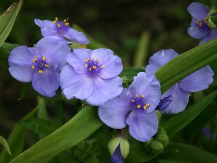 Termesztés Tradescantia kert ültetés, gondozás, tenyésztés