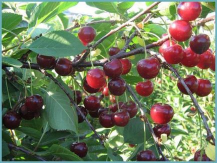 Cherry pentru regiunea Moscovei cele mai bune și cele mai populare soiuri
