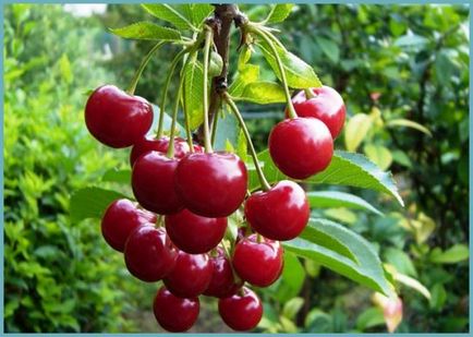 Cherry pentru regiunea Moscovei cele mai bune și cele mai populare soiuri