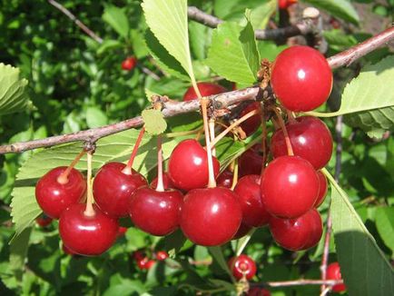Cherry legelőit a legjobb és legnépszerűbb fajta vélemény