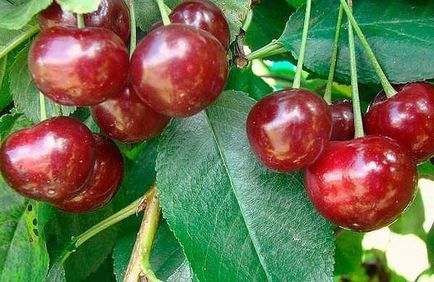 Cherry pentru suburbii - cele mai bune note, regulile de plantare și de îngrijire, forma