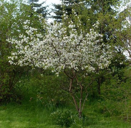 Cherry pentru suburbii - cele mai bune note, regulile de plantare și de îngrijire, forma