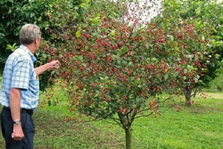 Cherry pentru suburbii - cele mai bune note, regulile de plantare și de îngrijire, forma