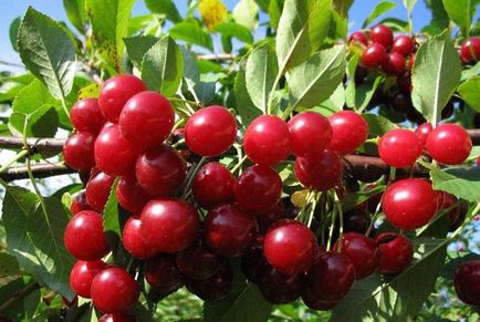 Cherry a moszkvai régió - a legjobb fajták, telepítése és karbantartása szabályokra,