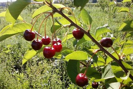 Cherry pentru suburbii - cele mai bune note, regulile de plantare și de îngrijire, forma