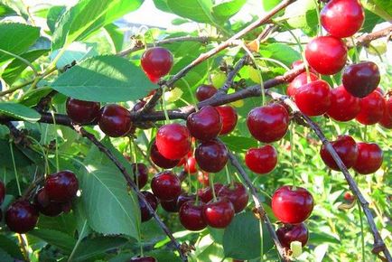 Cherry a moszkvai régió - a legjobb fajták, telepítése és karbantartása szabályokra,