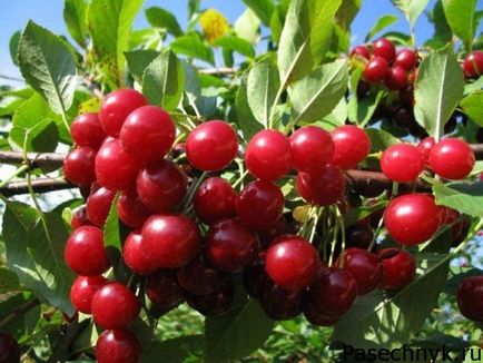 Cherry pentru suburbii Moscova cea mai bună descriere gradul de soiuri