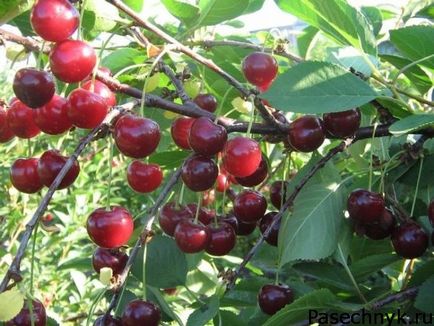 Cherry pentru suburbii Moscova cea mai bună descriere gradul de soiuri