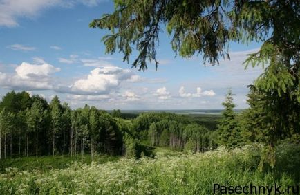 Cherry legelőit a legjobb fajta fajtaleírási