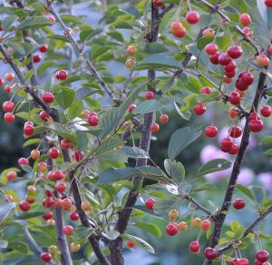 Cherry lipsa de nutriție sau de boală