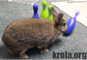 У що пограти з вашим кроликом, декоративні кролики