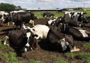 В одеській області вибухають корови