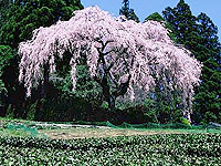 Sakura timp înflorit