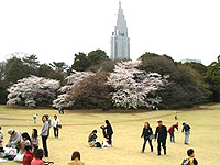 Sakura timp înflorit