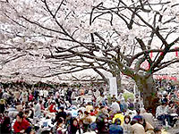 Sakura timp înflorit