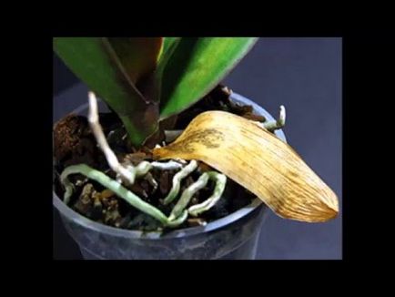 В'януть листя у орхідеї фаленопсис (жовтіють) що робити, причини, як врятувати