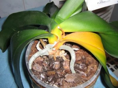 Frunzele de orhidee phalaenopsis se estompează (se transformă în galben) ce trebuie făcut, motivele pentru a salva