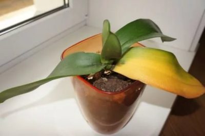 Frunzele de orhidee phalaenopsis se estompează (se transformă în galben) ce trebuie făcut, motivele pentru a salva