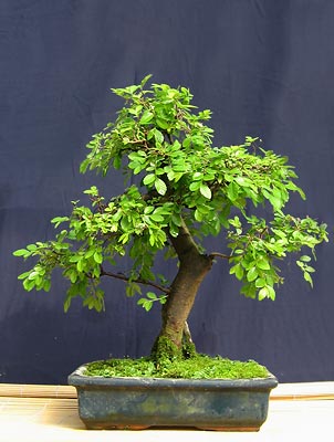 Elm cu frunze mici, zelkova (ulmus parvifolia, zelkova)