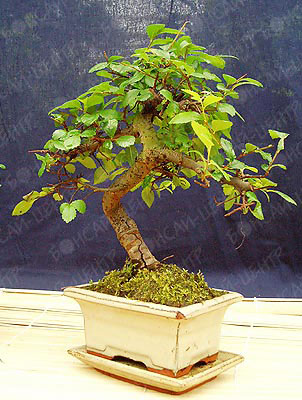 Elm cu frunze mici, zelkova (ulmus parvifolia, zelkova)