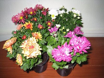 Хризантема кімнатна догляд в домашніх умовах під час і після цвітіння
