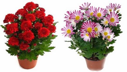 Chrysanthemum cameră de îngrijire la domiciliu în timpul și după înflorire