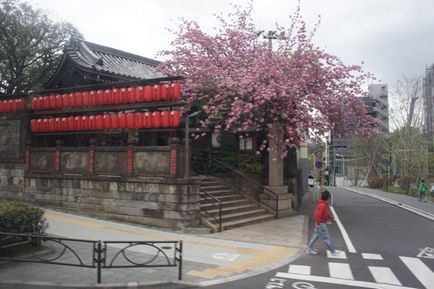 Japonia în aprilie - floarea cireșului