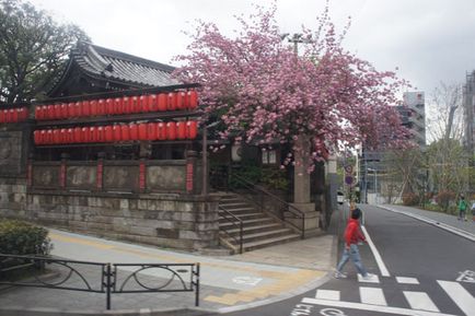 Japán áprilisban - cseresznye virágok (útvonal Tokió Osaka) Japán áprilisban - cseresznyevirág