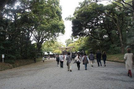 Japonia în aprilie - floarea cireșului