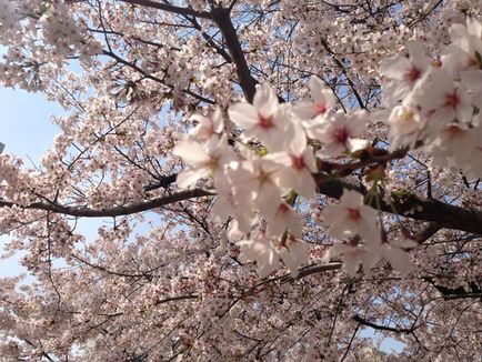 Japonia în aprilie - floarea cireșului