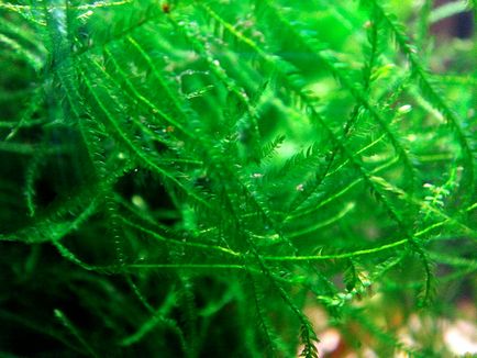 Яванський мох (vesicularia dubyana) мох фото, опис забарвлення Яванська моху, вода освітлення