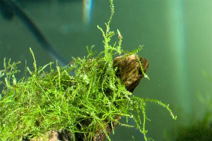 Яванський мох (vesicularia dubyana) мох фото, опис забарвлення Яванська моху, вода освітлення