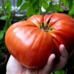 Răsaduri de semințe de tomate