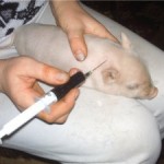 Запор і пронос свиней симптоми і ефективне лікування