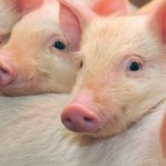 Запор і пронос свиней симптоми і ефективне лікування