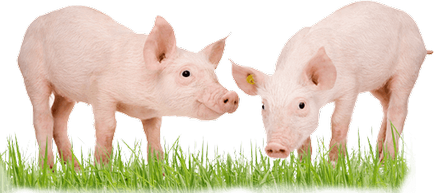 A székrekedés egy disznó, hogyan kell kezelni 🐽 (sertés székrekedés) A székrekedés egy disznó, hogyan kell kezelni 🐽