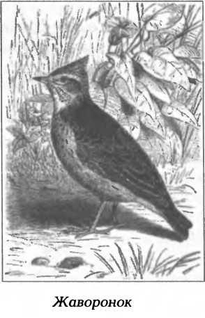 Skylark - simbolurile slavilor