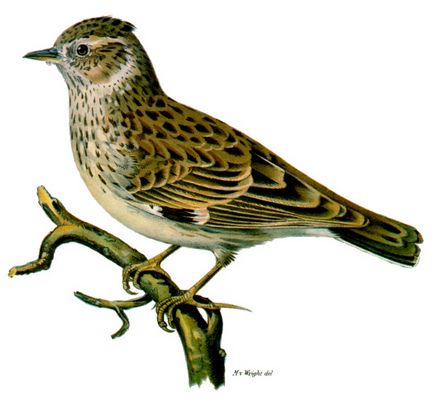 Skylark în mitologie