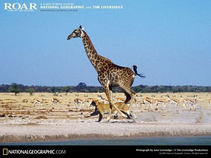 Girafa (lat)