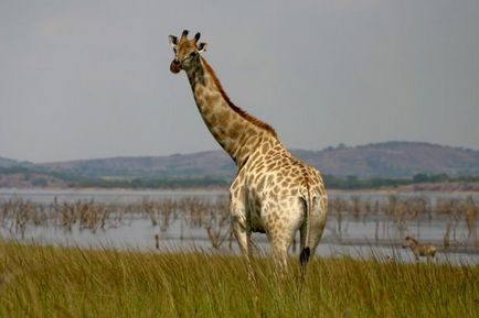 Girafa (lat)