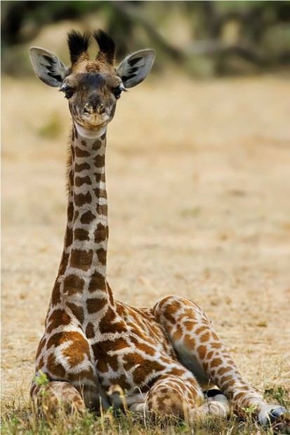Girafa (lat)