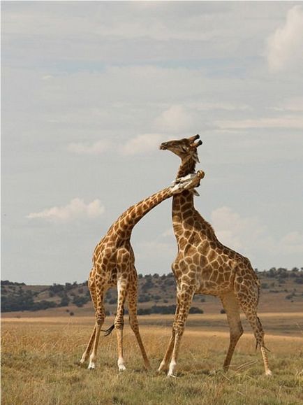 Girafa (lat)