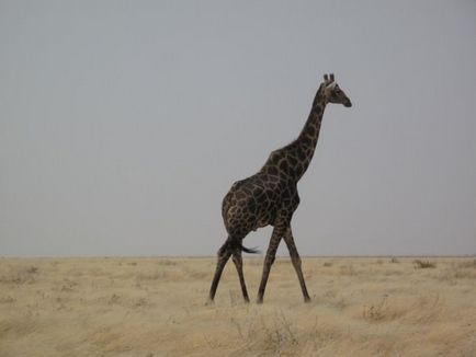 Girafa (lat)