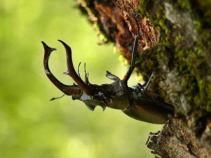 Stag (Lucanus cervus l