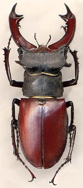 Stag (Lucanus cervus l