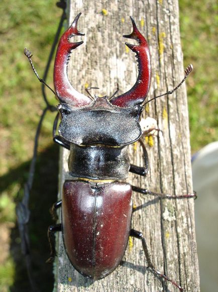 Жук-олень (lucanus cervus l