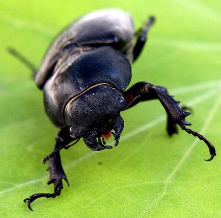 Stag (Lucanus cervus l